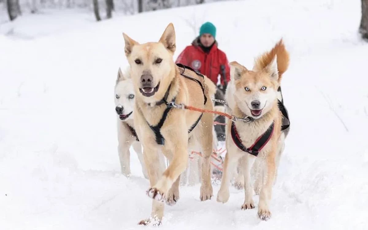Paseo en Trineos con Perros Huskies en Cerro Chapelco