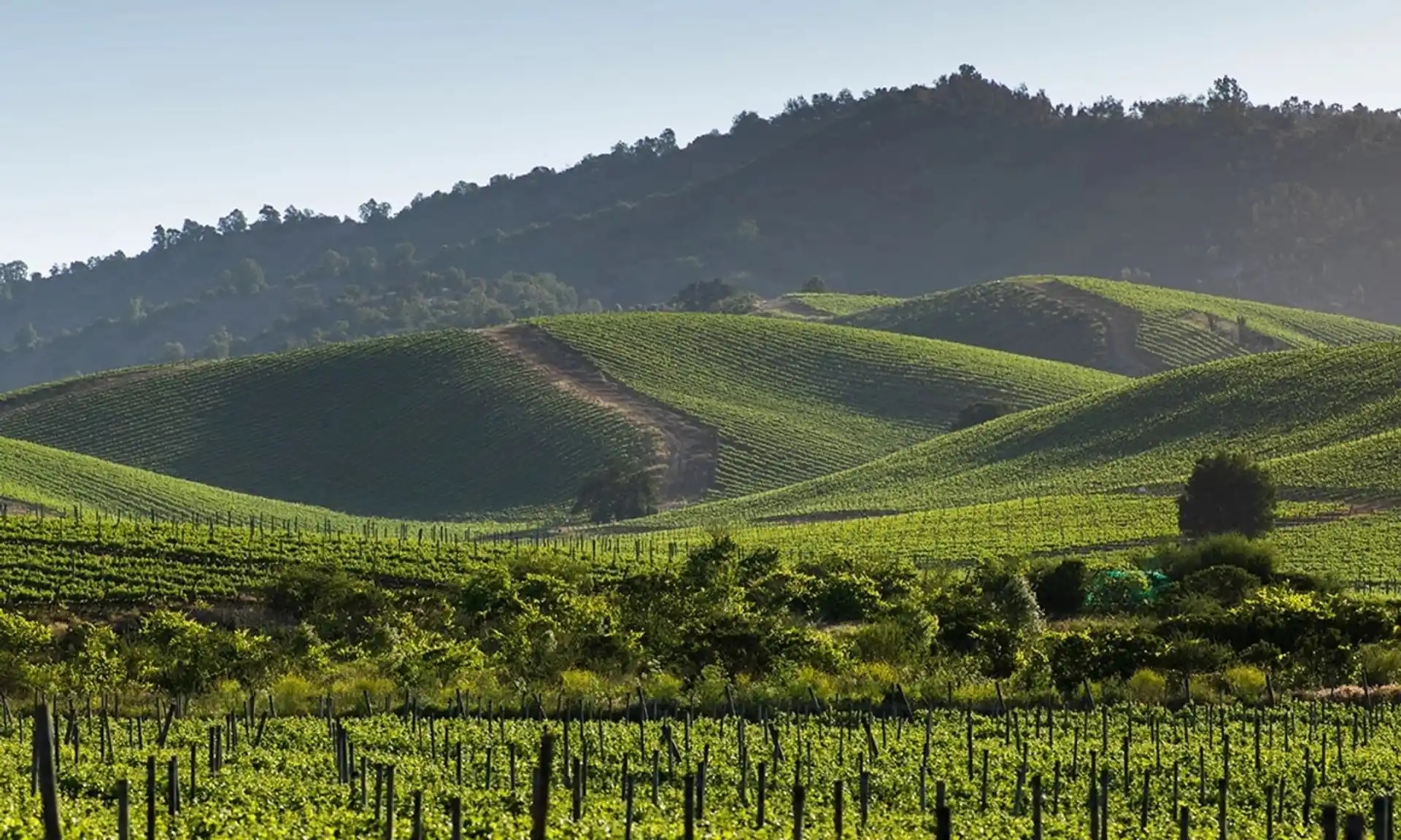 10 viñas para tu tour por el Valle de Casablanca