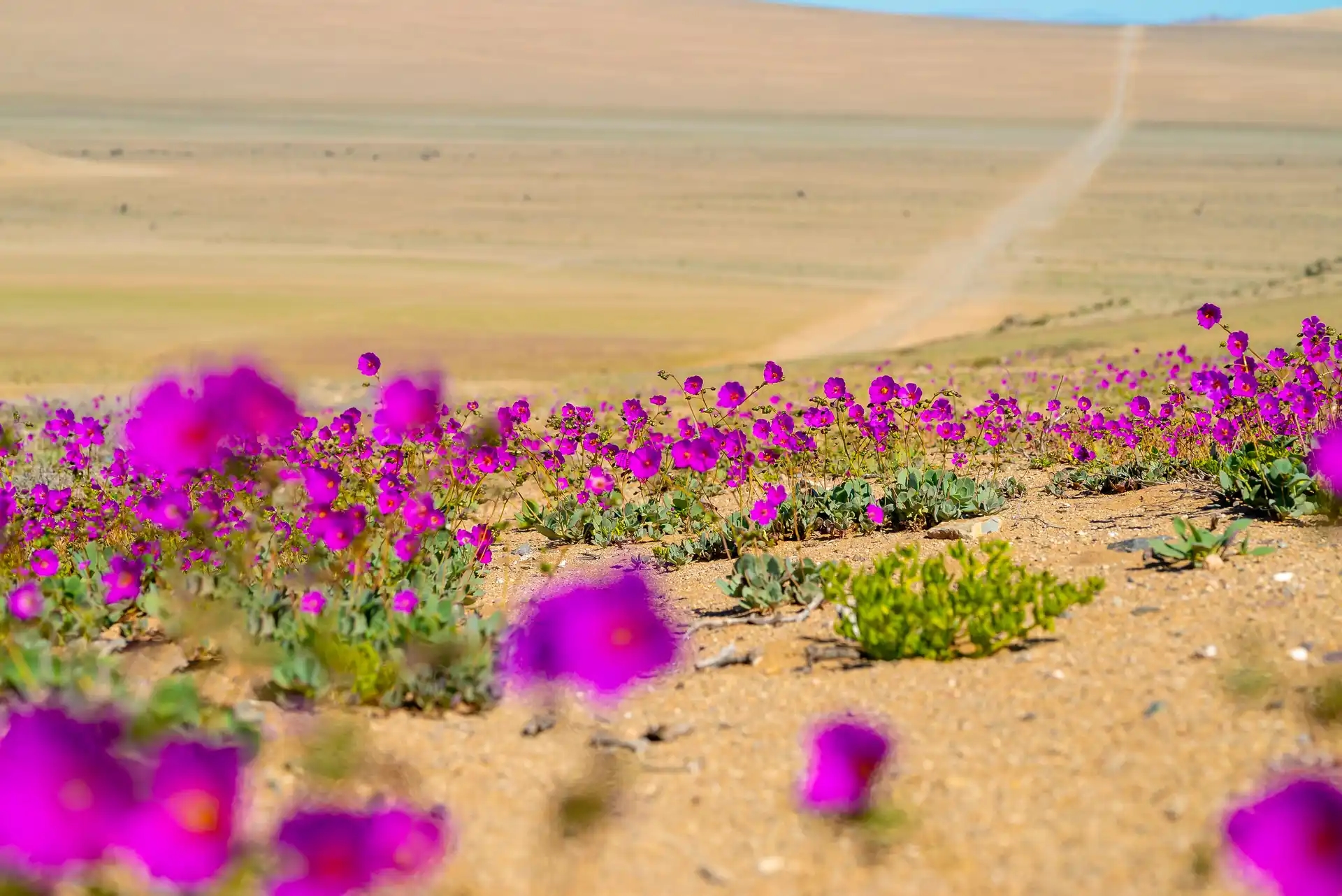 Desierto florido en Chile: la guía para verlo este 2026