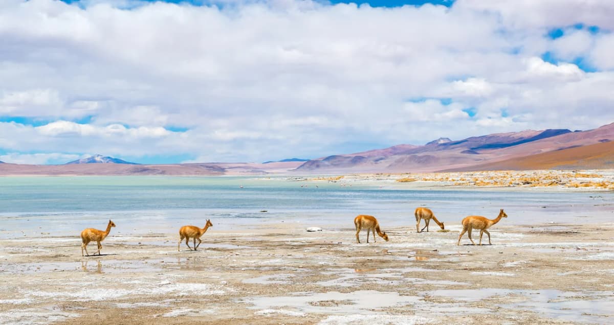 Lagunas altiplánicas en Atacama: un espejo azul en los Andes