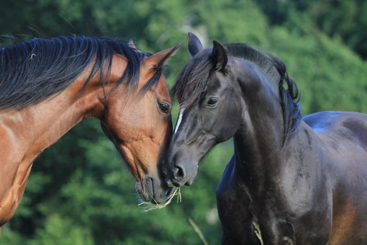 Cabalgata en los Cerros de Carhuello y a los pies de la Reserva Forestal Villarrica