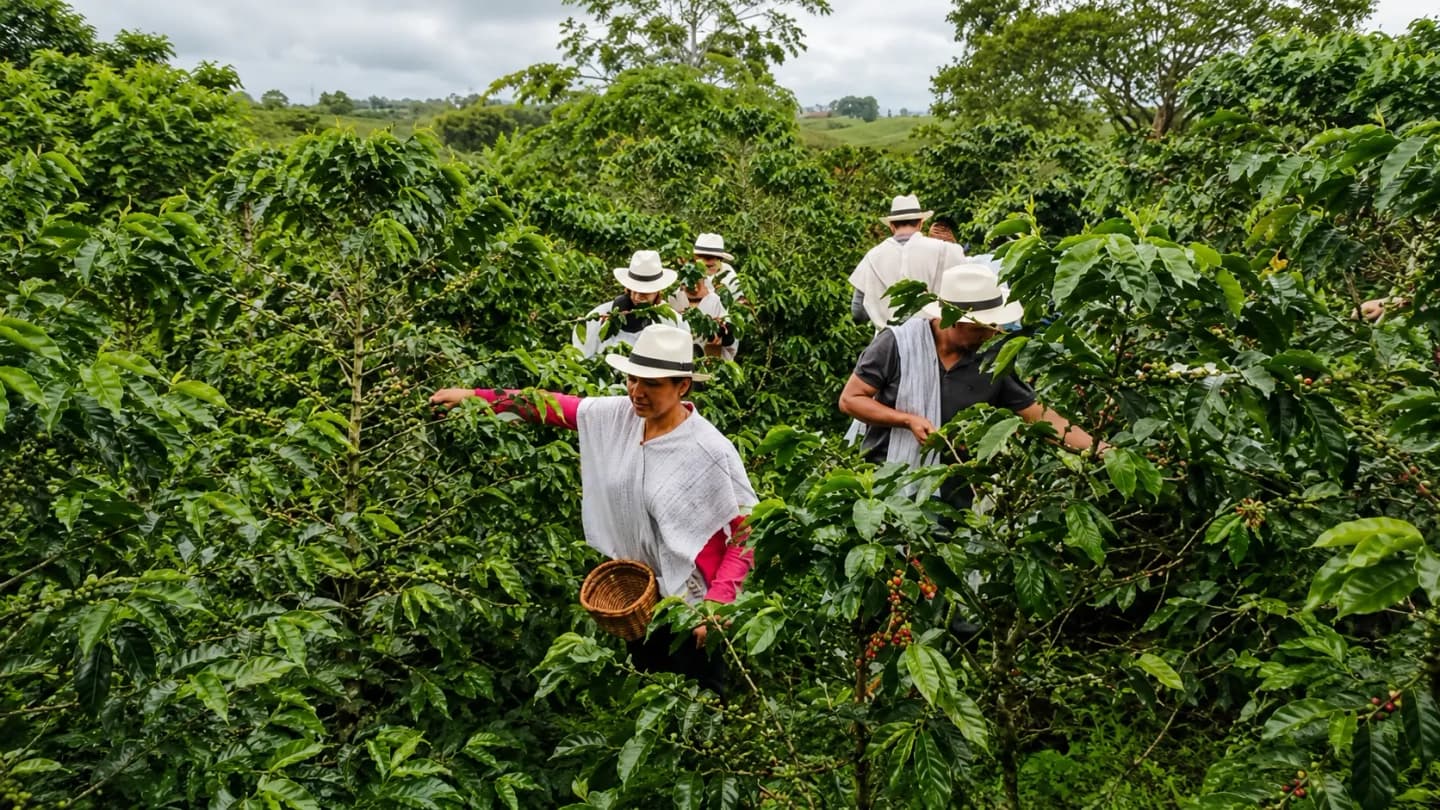 Tour de café en el Paisaje Cultural Cafetero con degustación