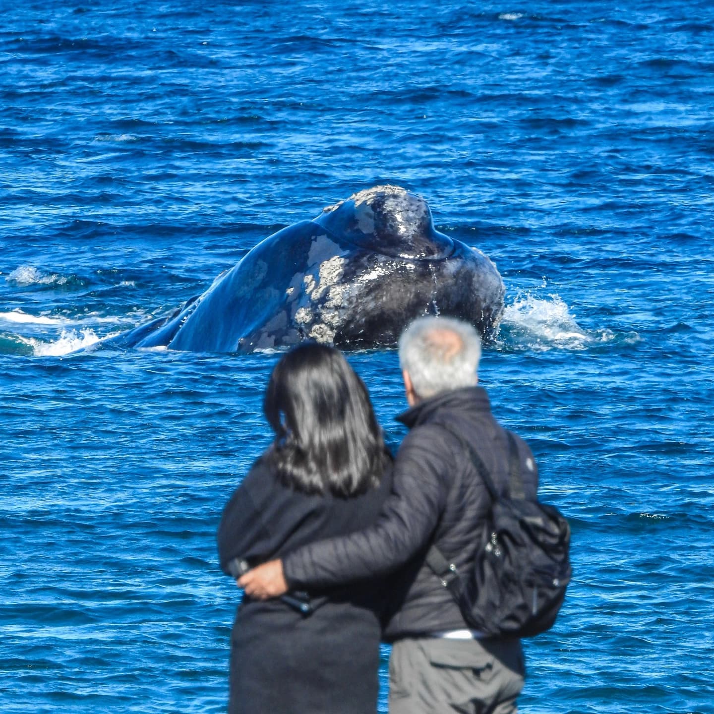 Whale-Only Excursion with Coastal Whale Watching