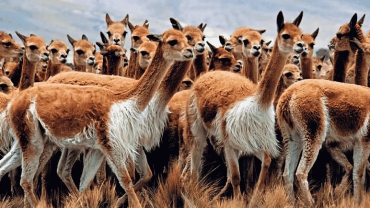 Tour de 2 días a Cañón del Colca y la Cruz del Cóndor desde Arequipa