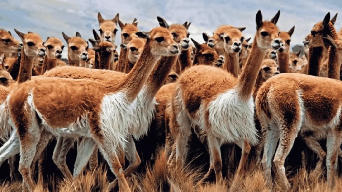 Tour de 2 días a Cañón del Colca y la Cruz del Cóndor desde Arequipa