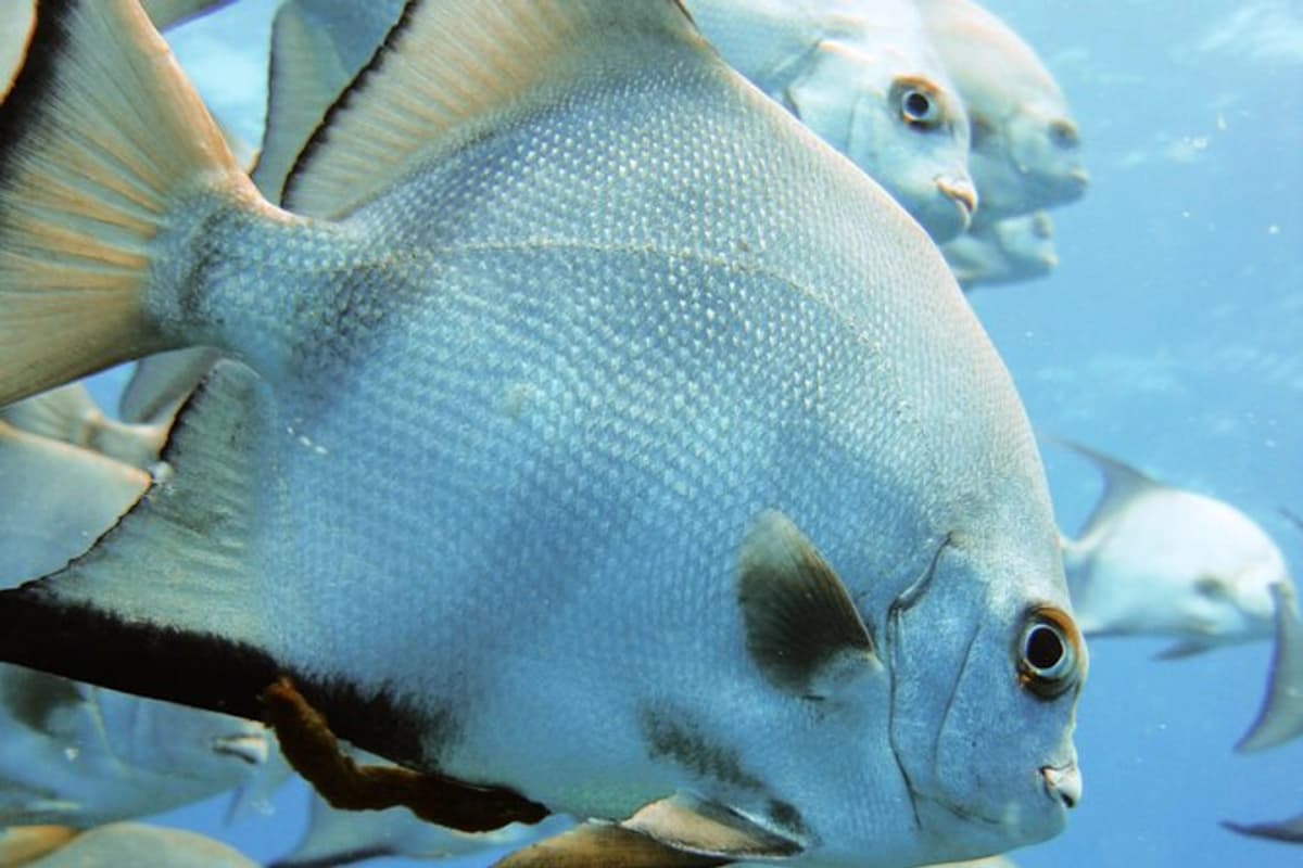 Cartagena: Full Day Scuba Diving in Rosario Islands