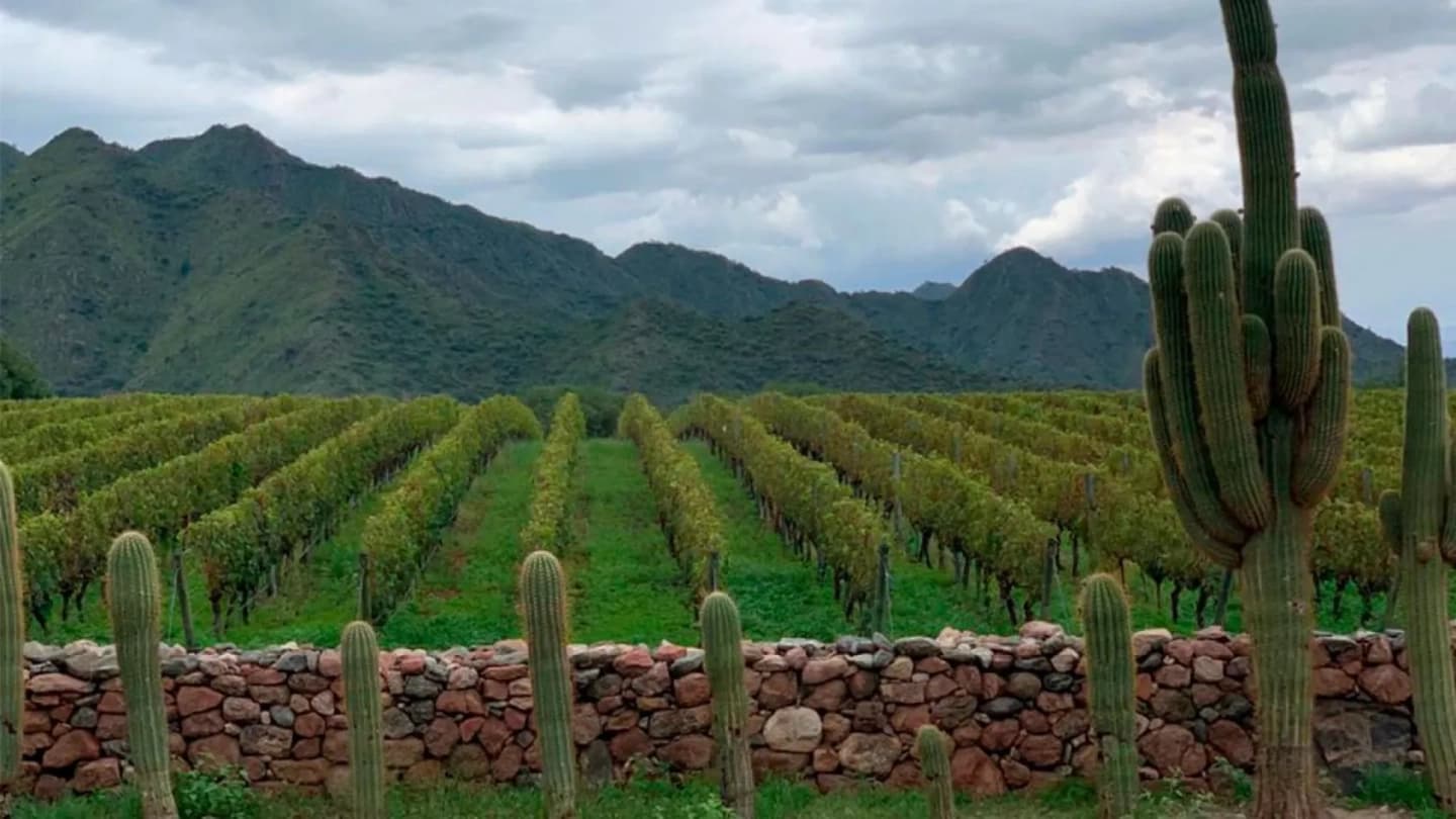 Ruta del Vino de Altura: Cafayate y Museo del Vino