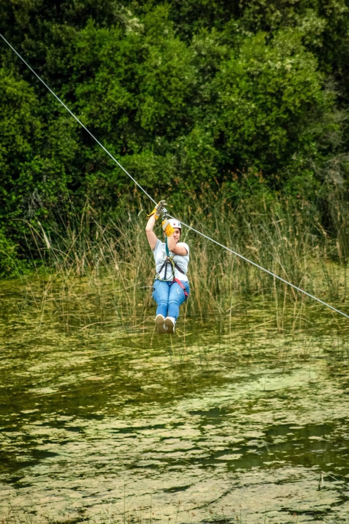 Aventura entre árboles nativos: Canopy en el Bío Bío