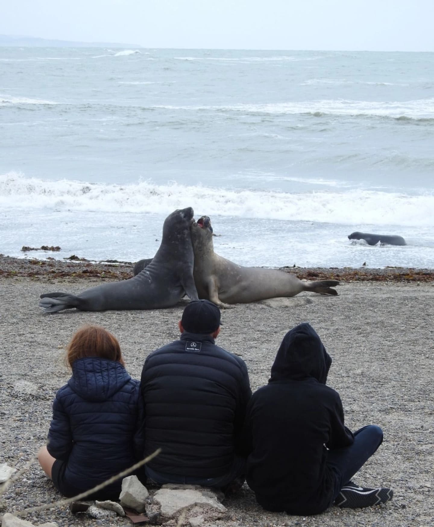 Puerto Madryn en 2 días: Península Valdés, Pingüinos en Punta Tombo y Elefantes Marinos en Isla Escondida