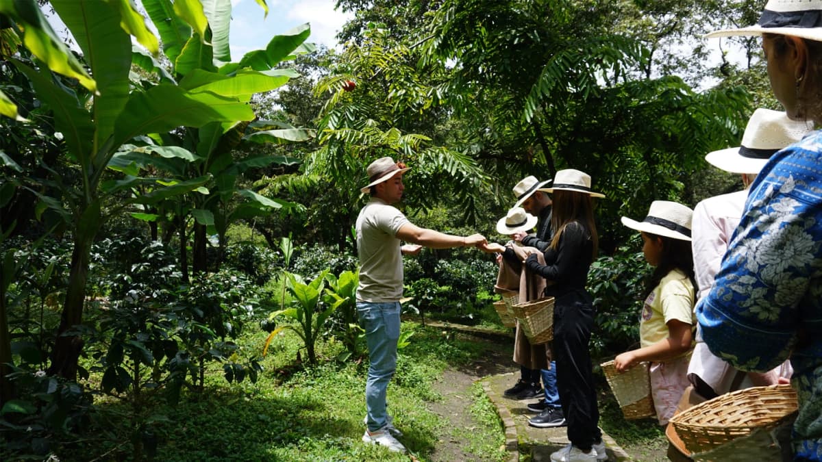 Experiencia Cafetera: De la Semilla a la Taza (Tour Grupo)