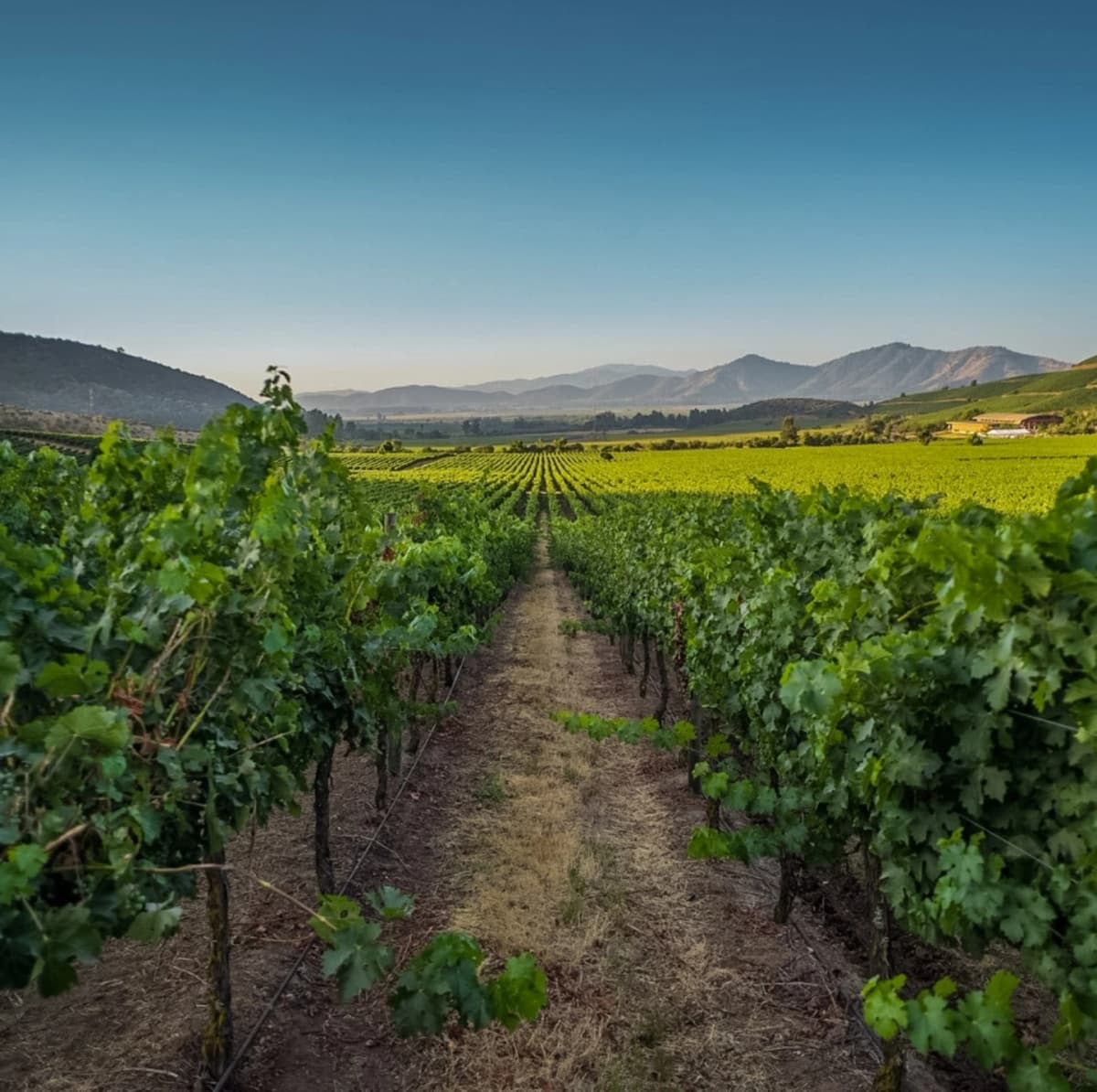 Chile Vinícola: Un viaje por los sabores y tradiciones de Viña Chocalán