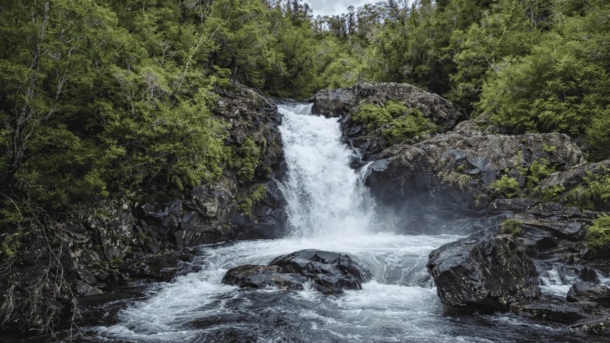 Trekking en Parque Alerce Andino desde Puerto Varas y Puerto Montt
