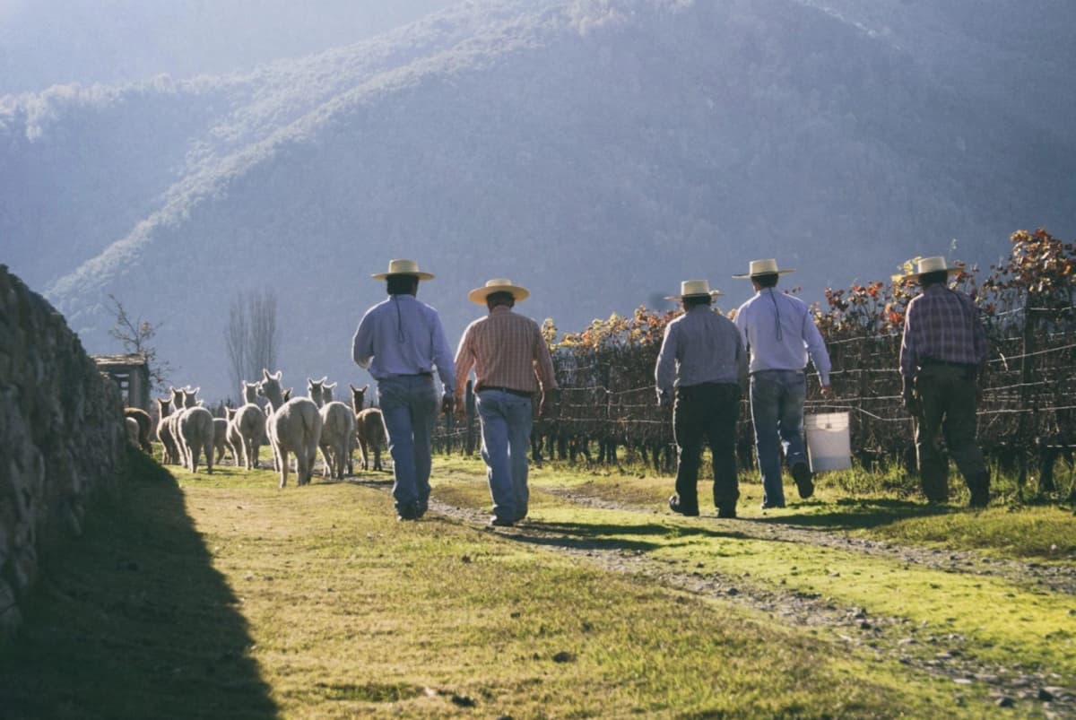 Tour Orgánico Gê en Viña Emiliana en Casablanca