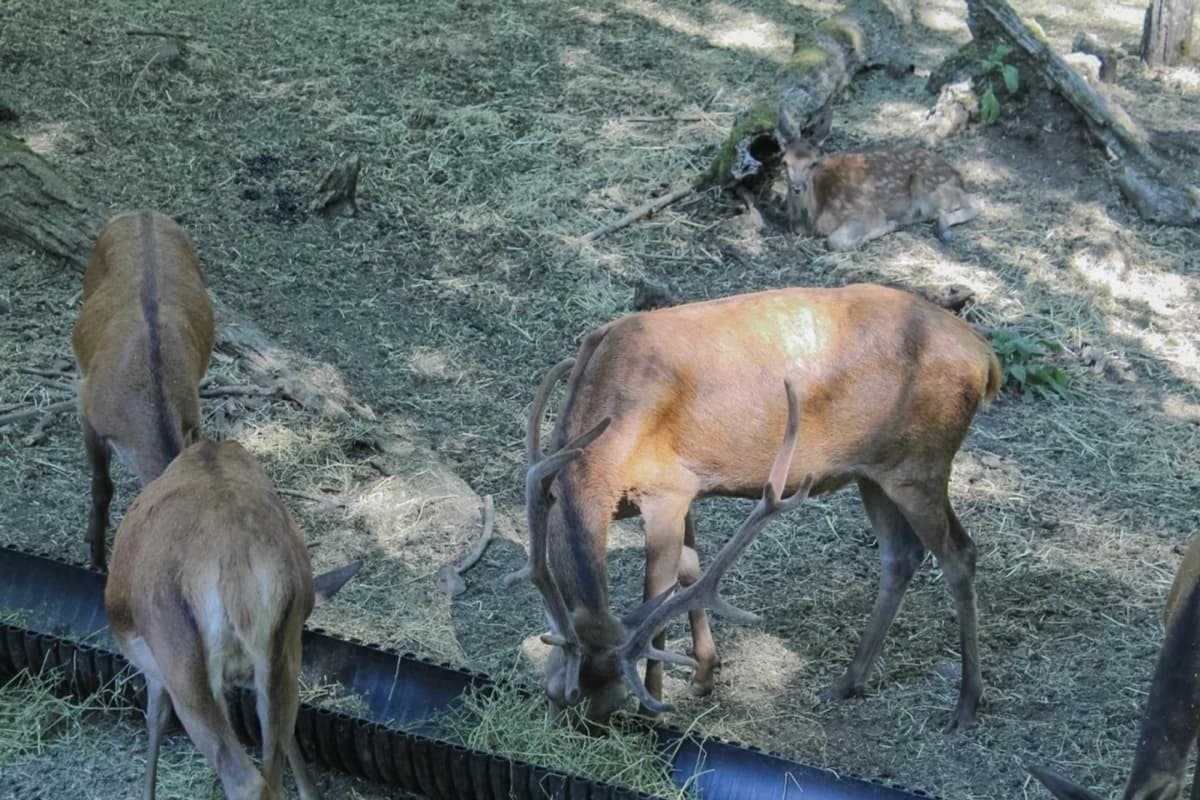 Huilo Huilo Full Day, Naturaleza y Cascadas desde Villarrica