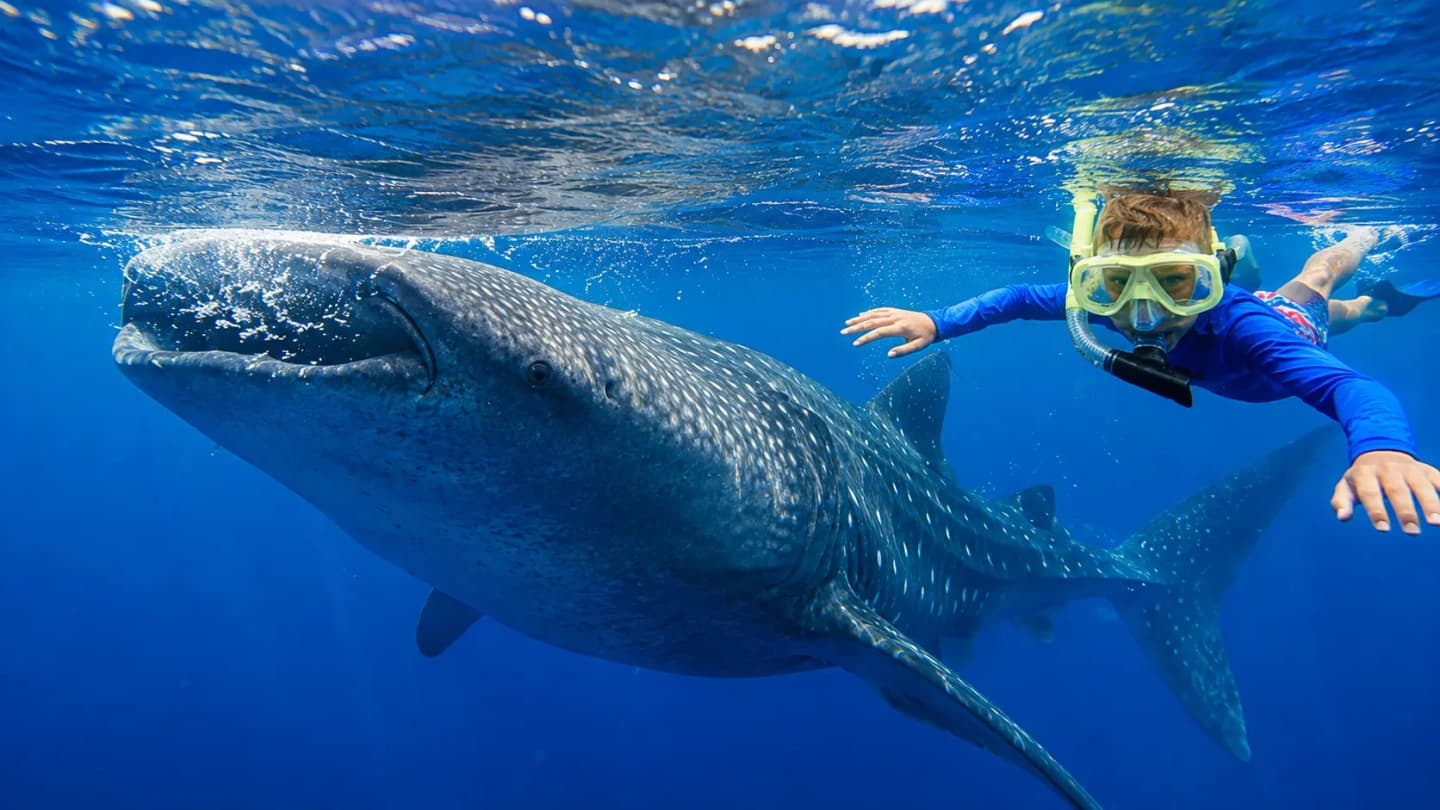Tour de avistamiento y nado con tiburones ballena desde Máncora
