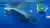 Tour de avistamiento y nado con tiburones ballena desde Máncora