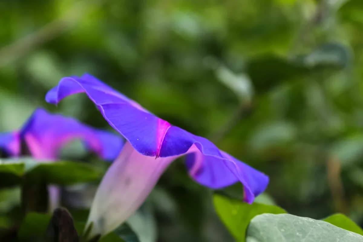 Tour Completo de Volcanes y Ruinas Mayas