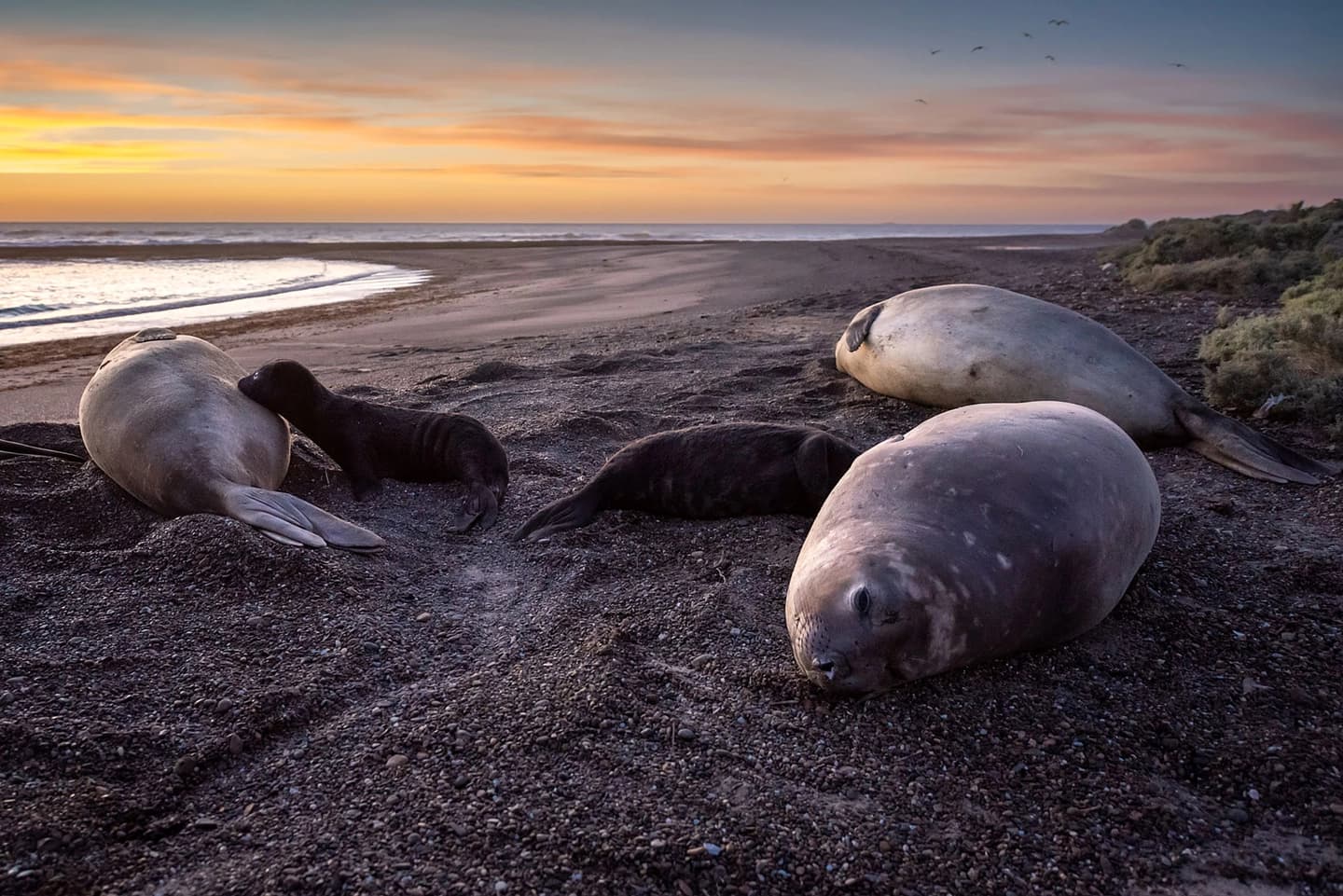 Isla Escondida con Delfín Patagónico en Rawson 