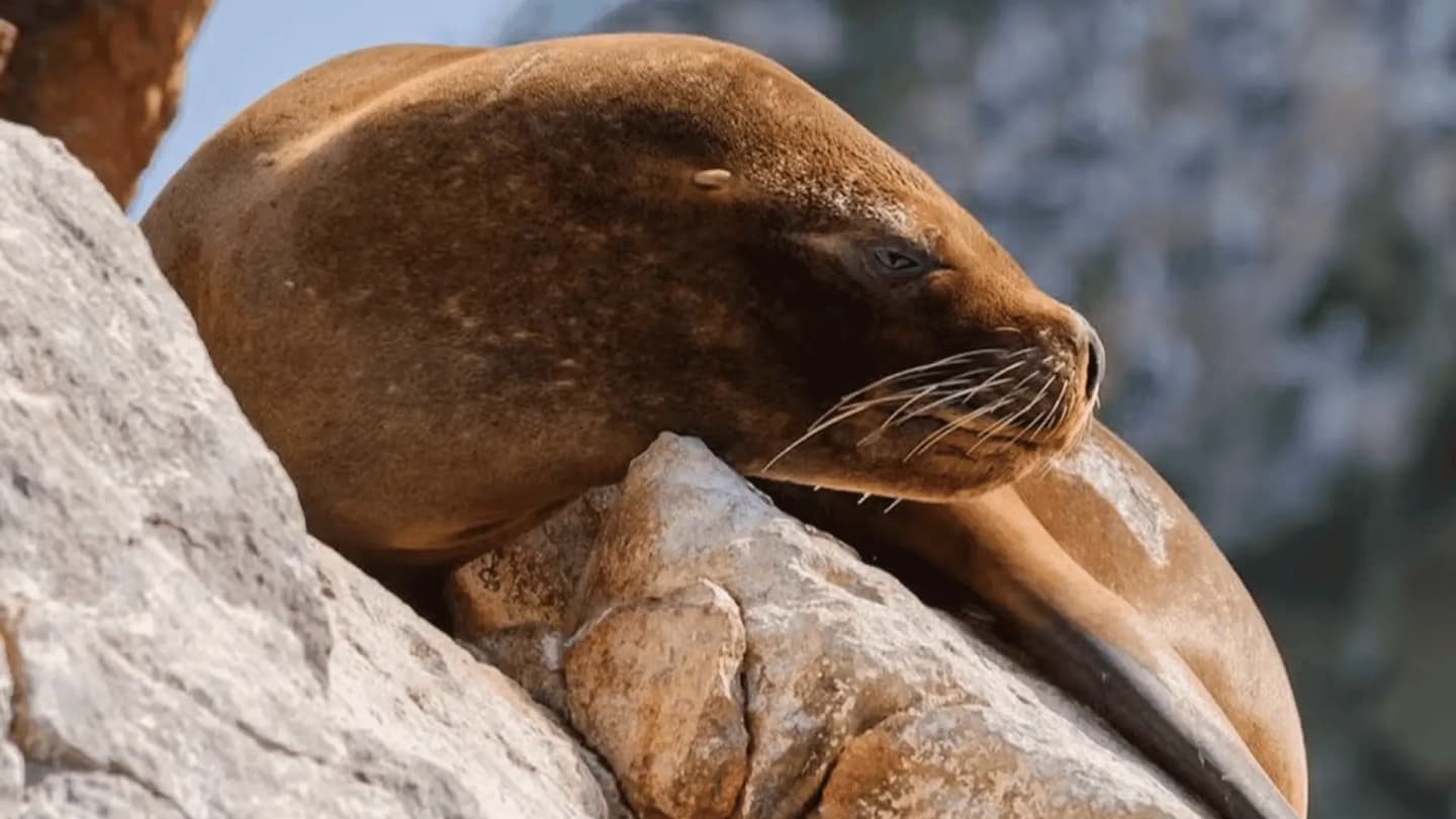 2-Day Tour Paracas and Huacachina with Ballestas Islands and Buggy in Lima