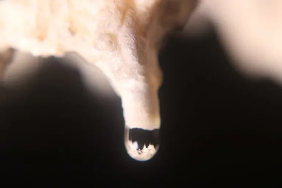 Explora Caverna de las Brujas y Tucara