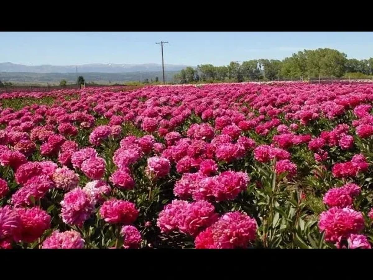 Ruta Galesa con Visita al campo de Peonias
