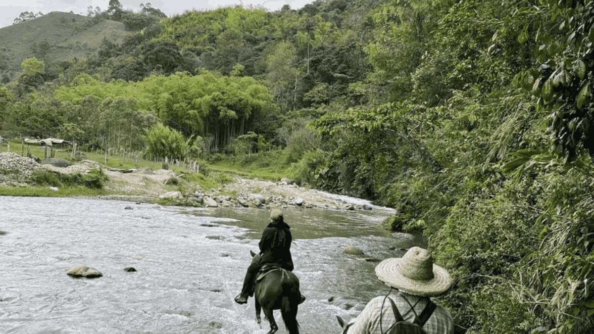 Cabalgata fincas cafeteras, bosque y rio Boquerón