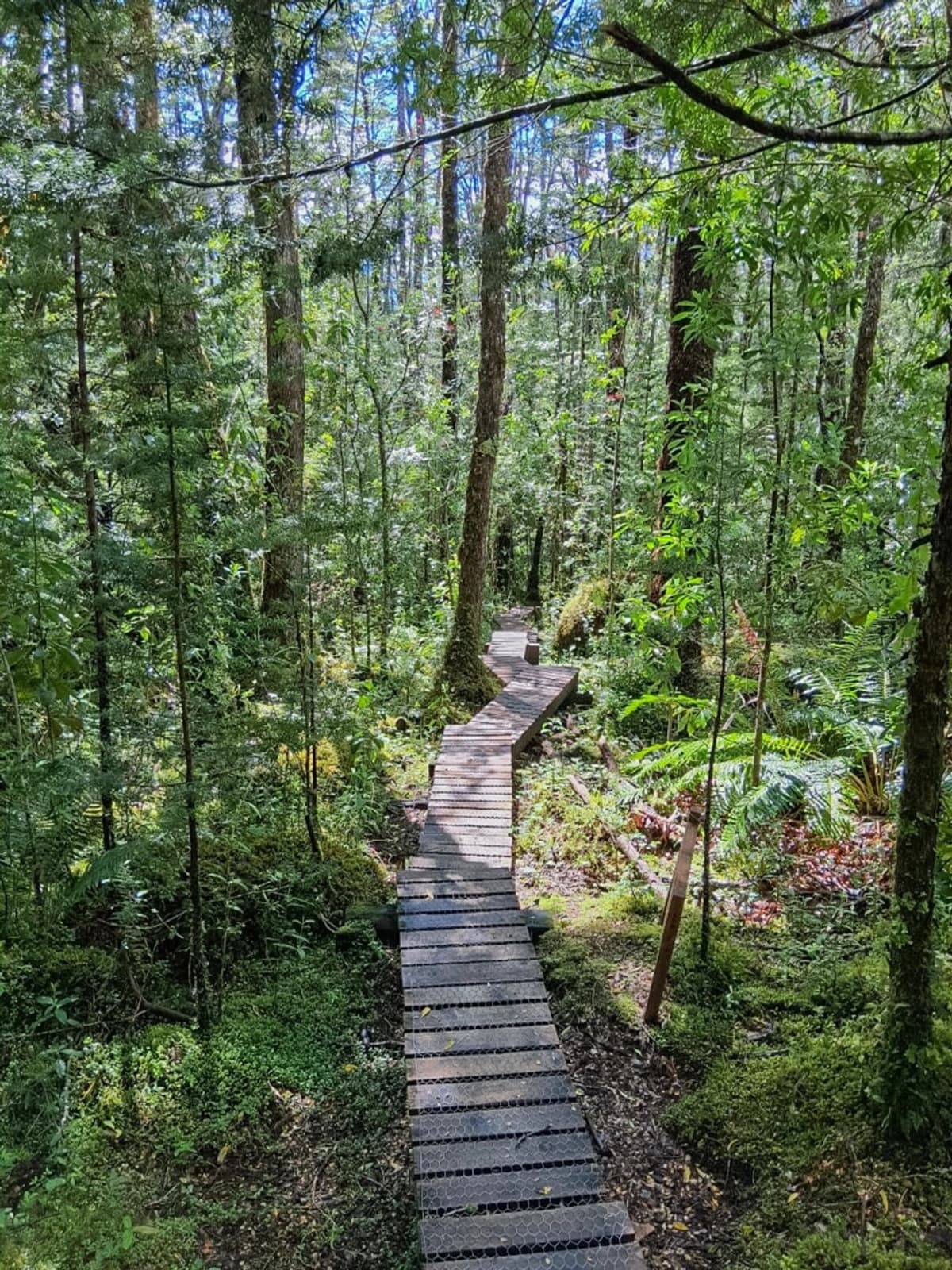 Sendero a los Miradores del Glaciar Exploradores en Patagonia