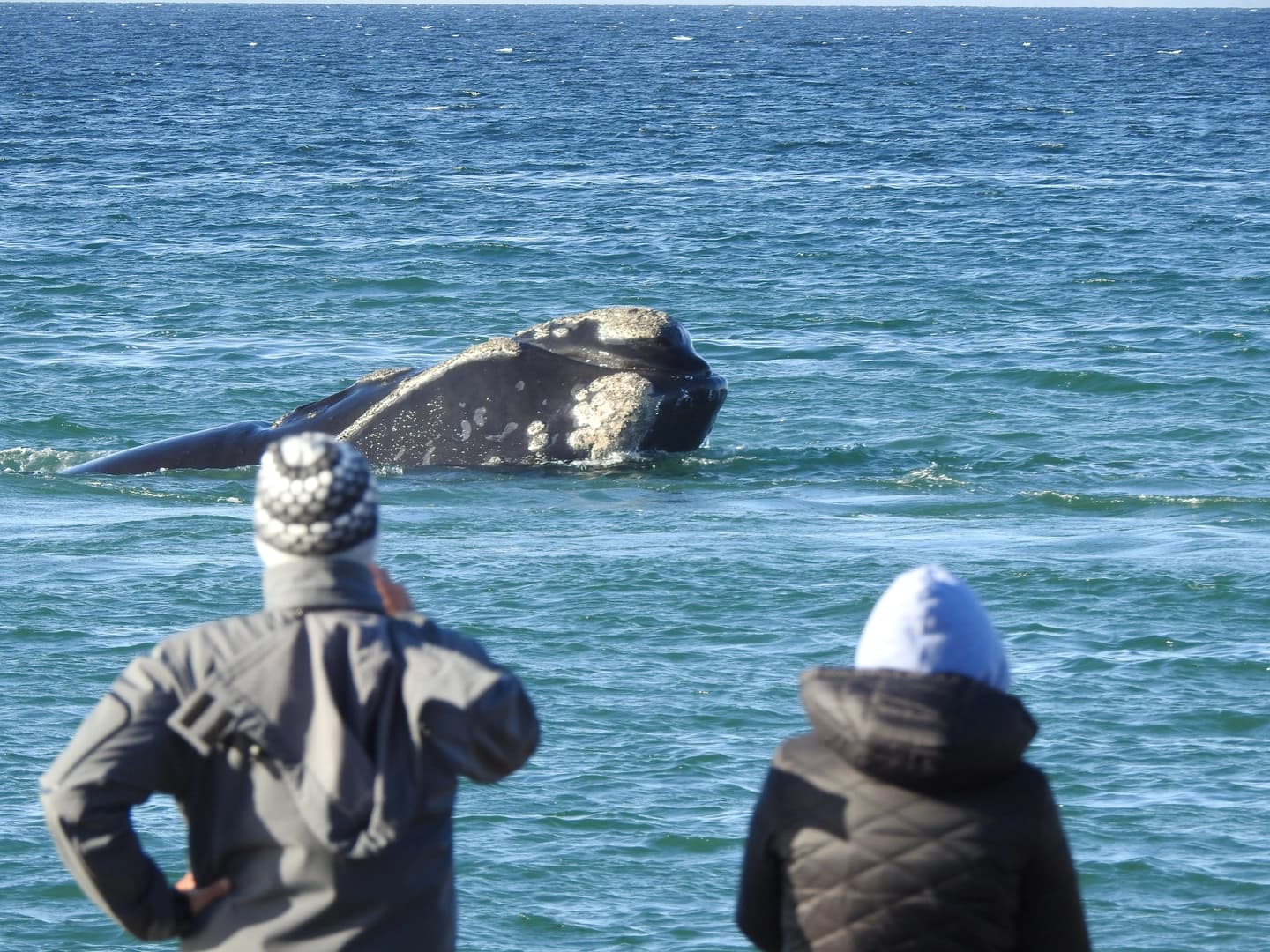 Avistaje Costero de Ballenas Francas en el Área Natural El Doradillo