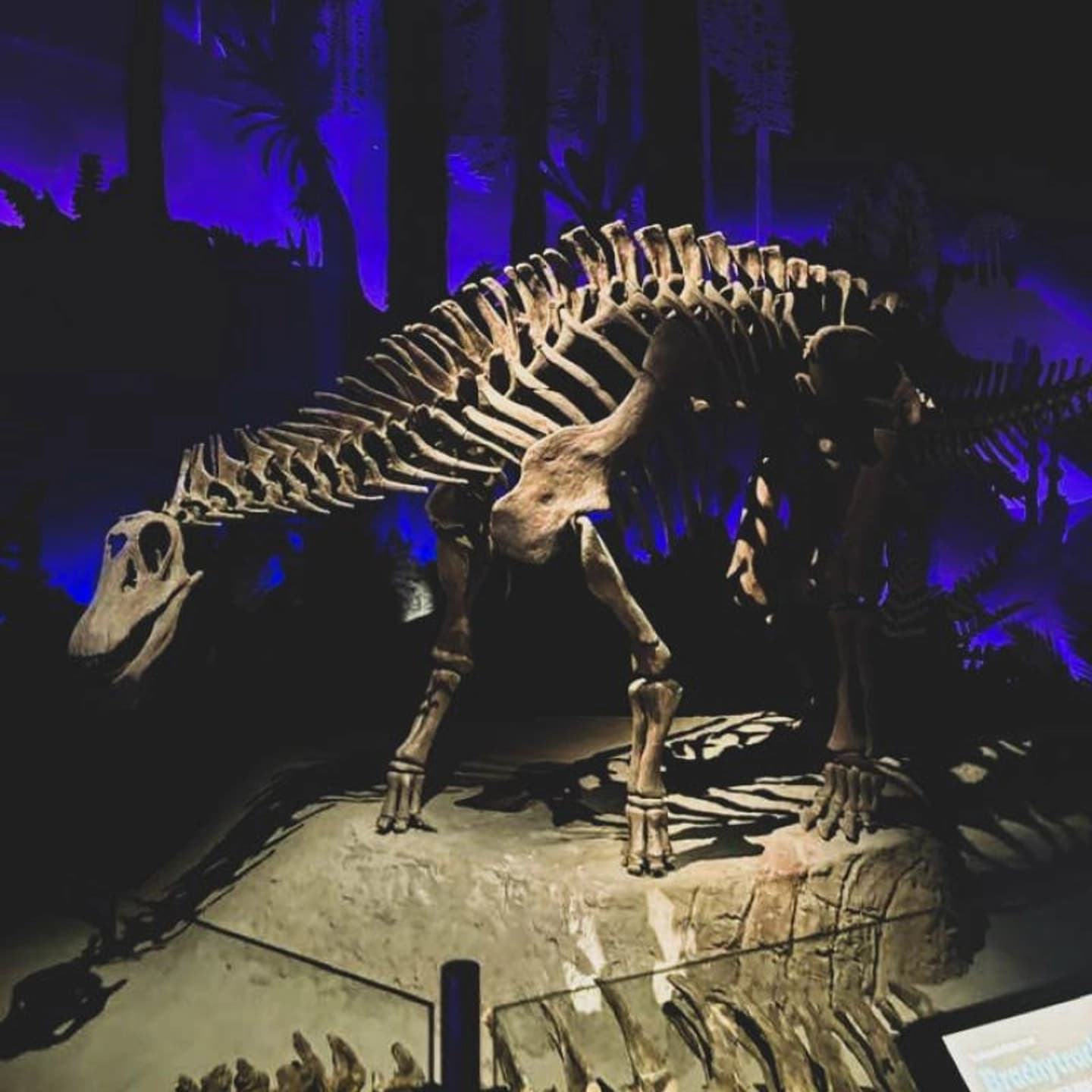 Excursión a Pinguinera Punta Tombo y Trelew con Museo Paleontológico