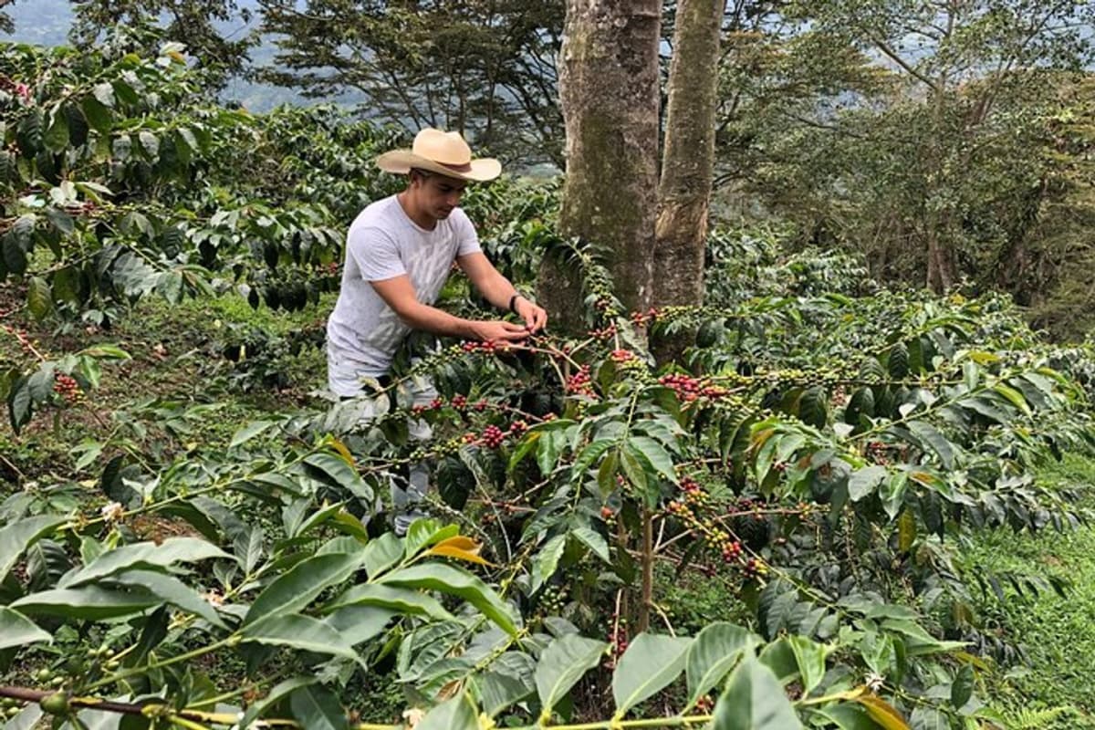 Tour de Café Premium en Finca El Ocaso desde Salento