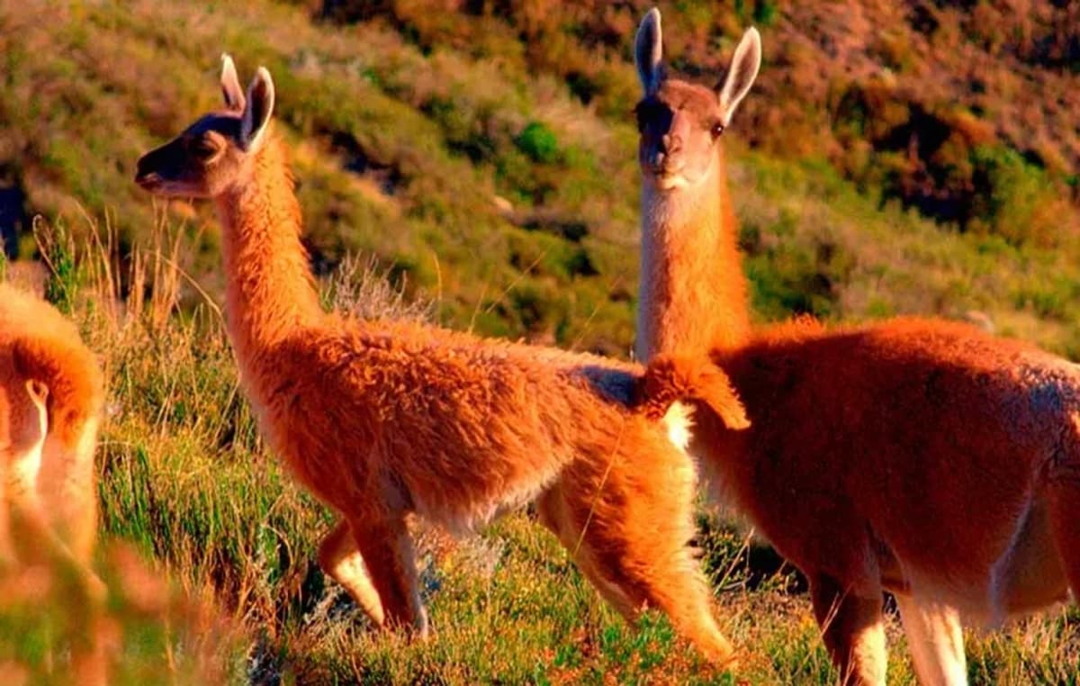 Andes Truck 4x4 en Reserva Natural Villavicencio