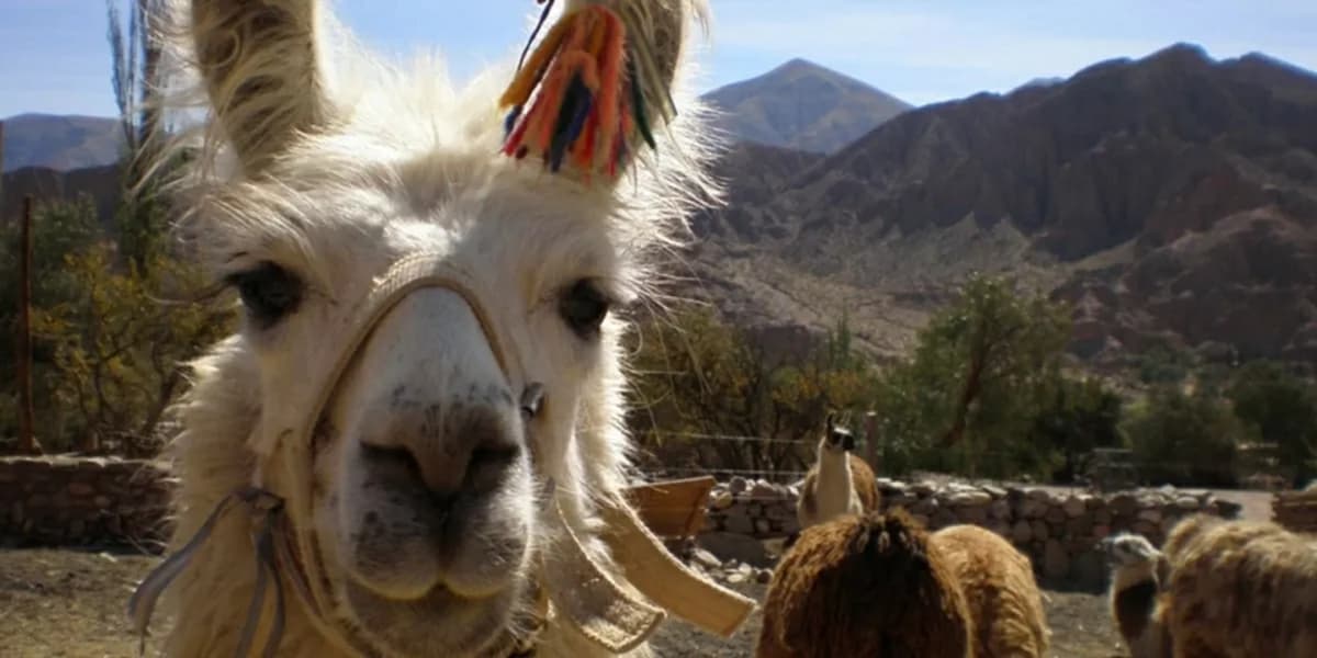 Caravana de Llamas: Un Viaje Cultural y Natural