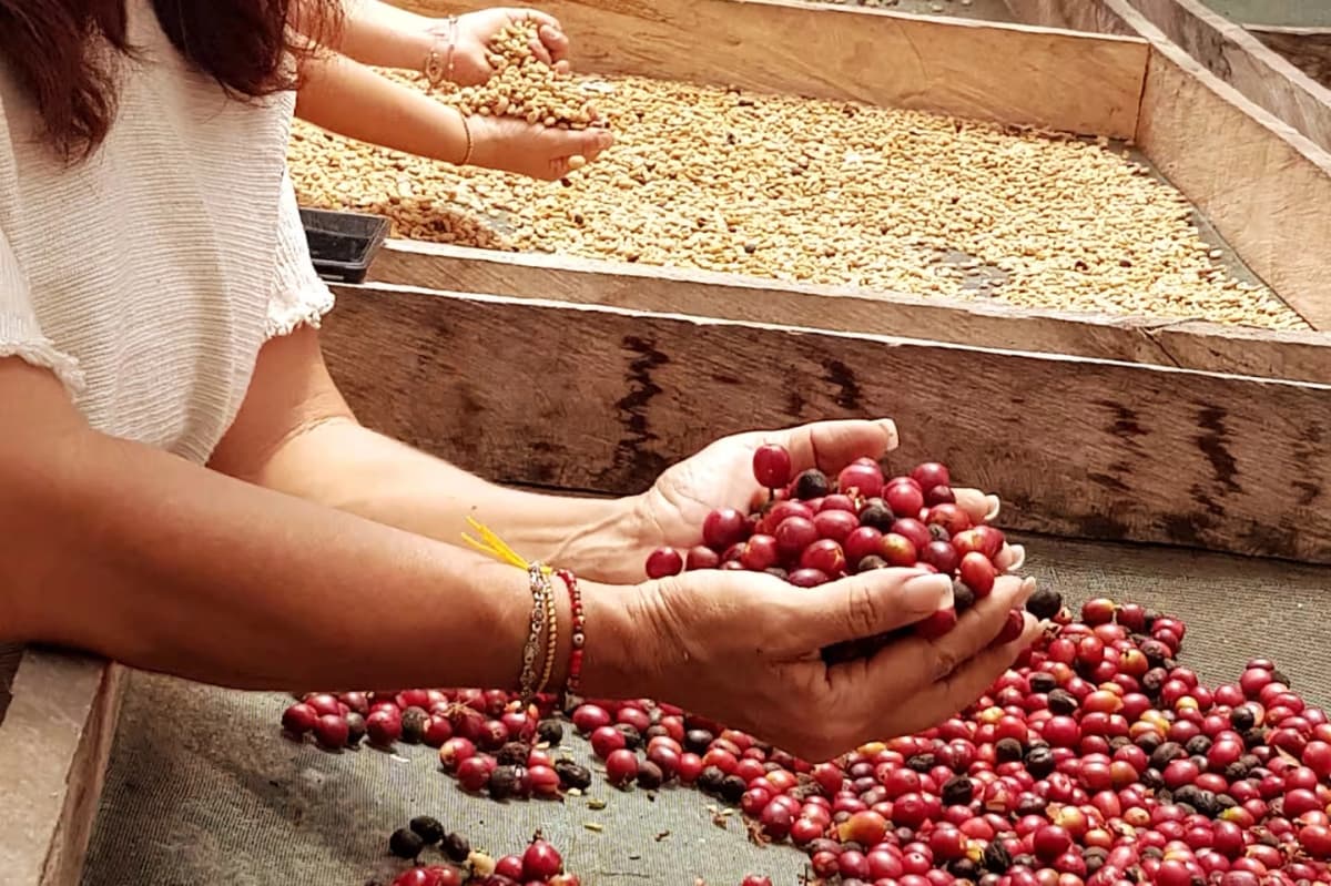 Tour por finca cafetera con degustación desde Medellín