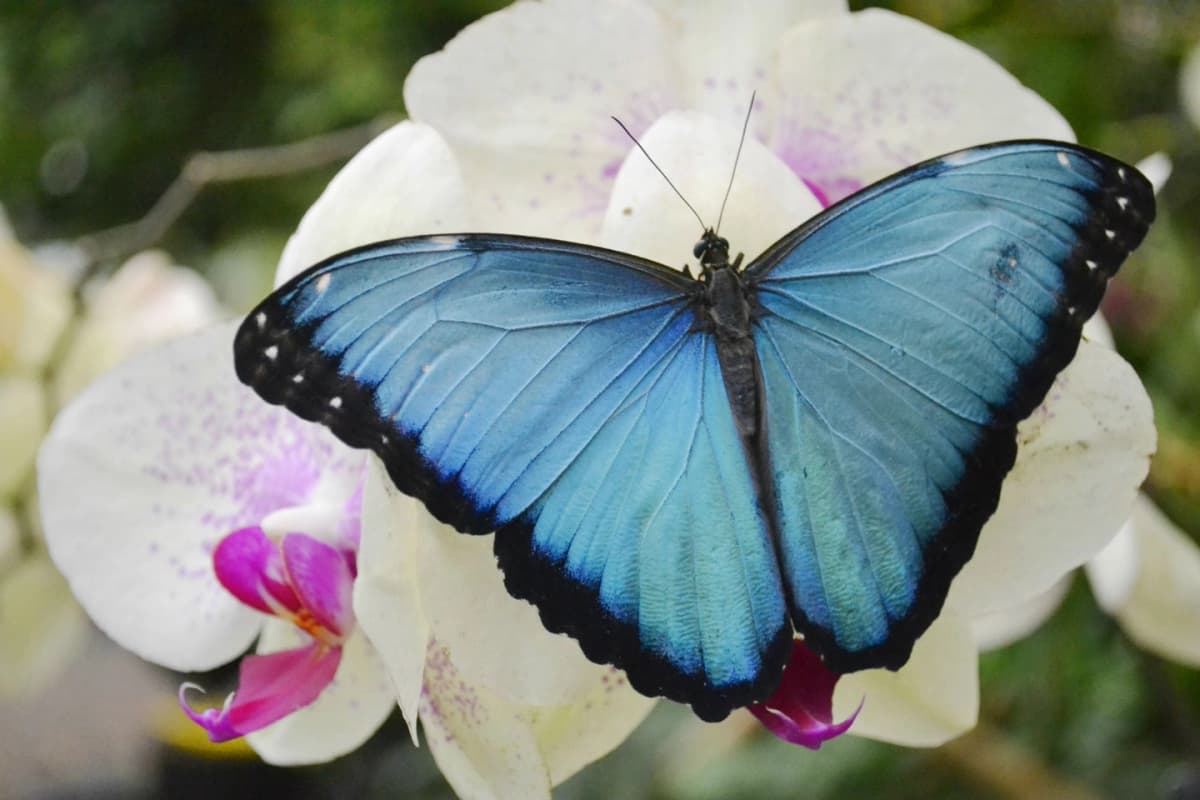 Tour de Naturaleza y Aventura en Mindo: Mariposas, Orquídeas y Canopy
