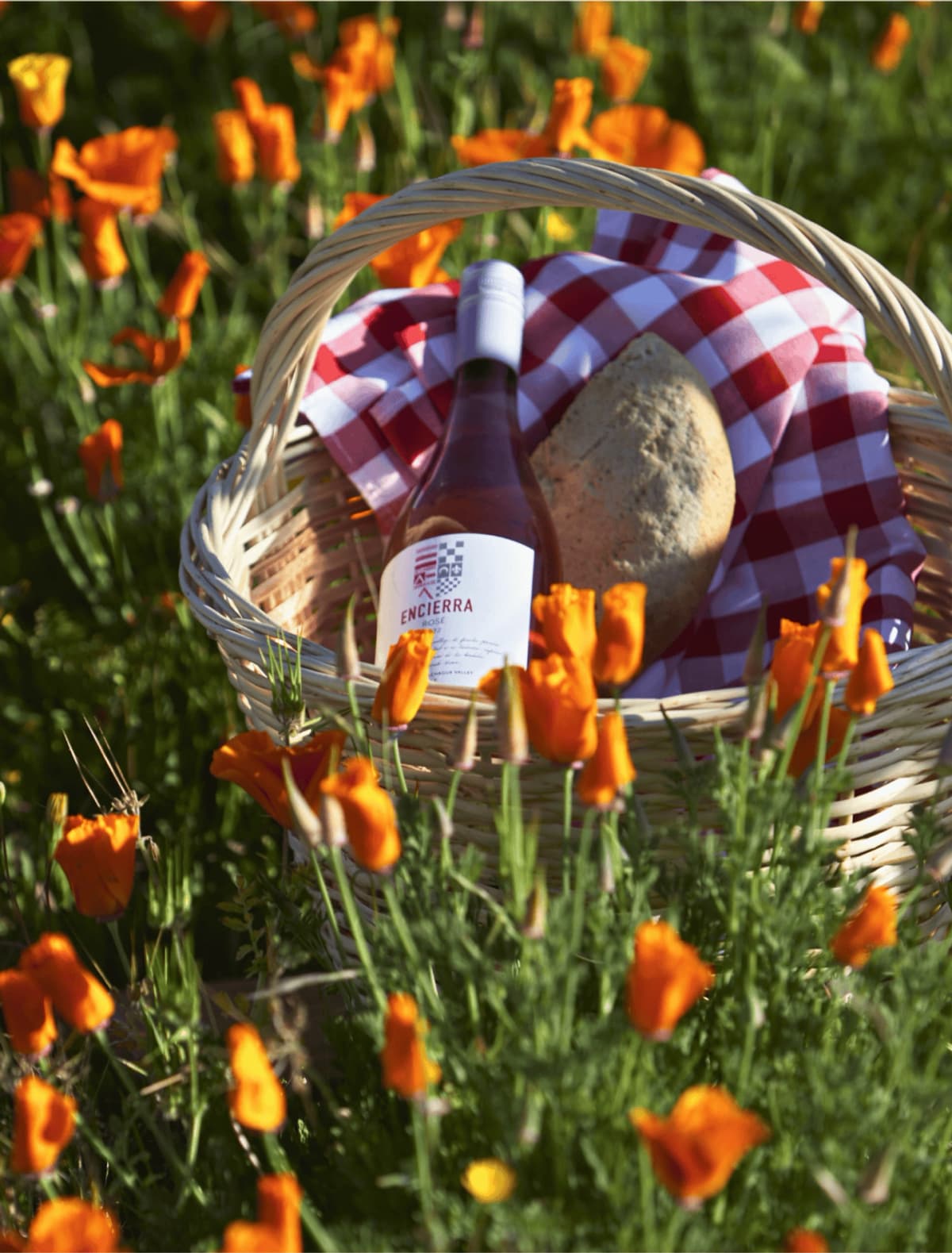 Sabores y Tradiciones en Viña Encierra: Degustación, Historia y Picnic Campestre