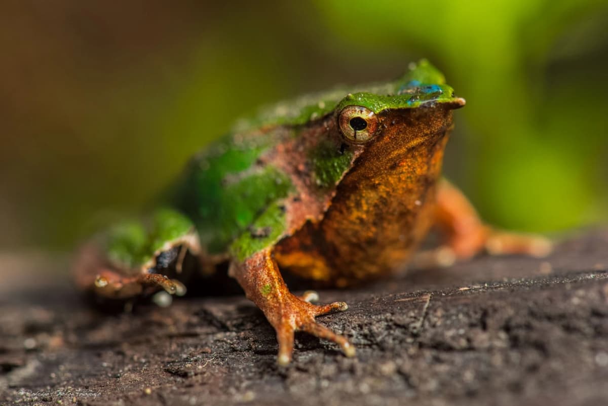 Sendero de Darwin: En Busca de la Ranita Emblemática del Parque Futangue