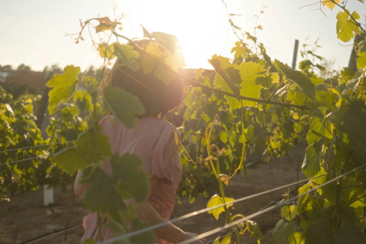 Experiencia Vendimia Concha y Toro