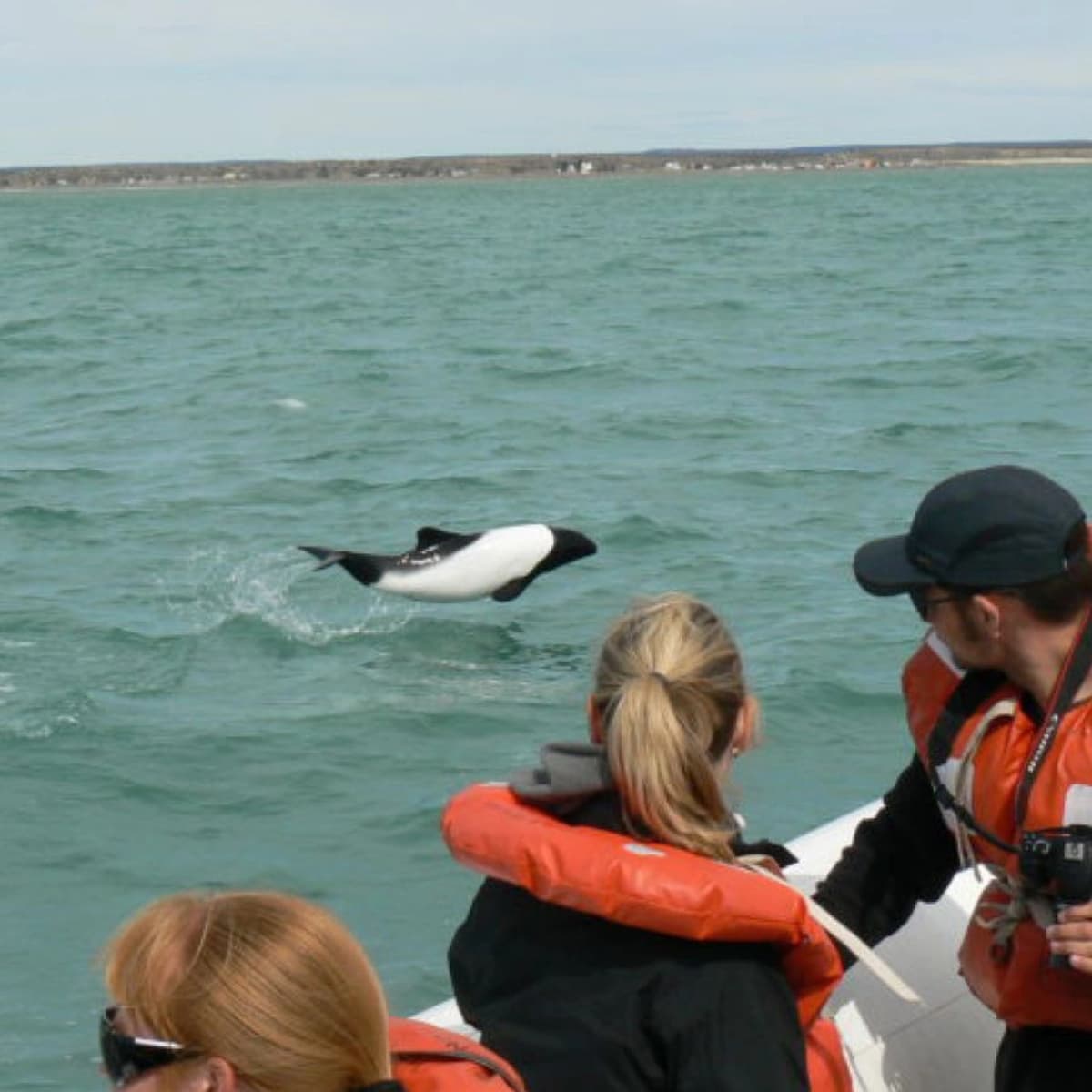 Avistaje Delfines Patagónicos desde Rawson
