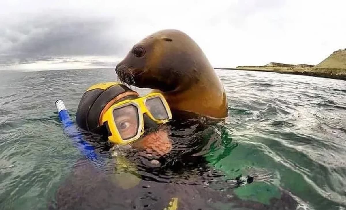 Snorkel con Lobos Marinos en Puerto Madryn