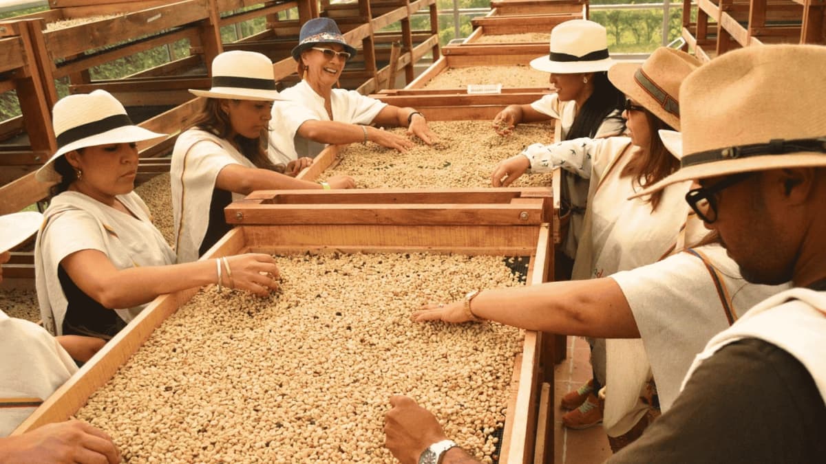 Coffee Tour Nocturno del Café en Santa Rosa de Cabal desde Pereira