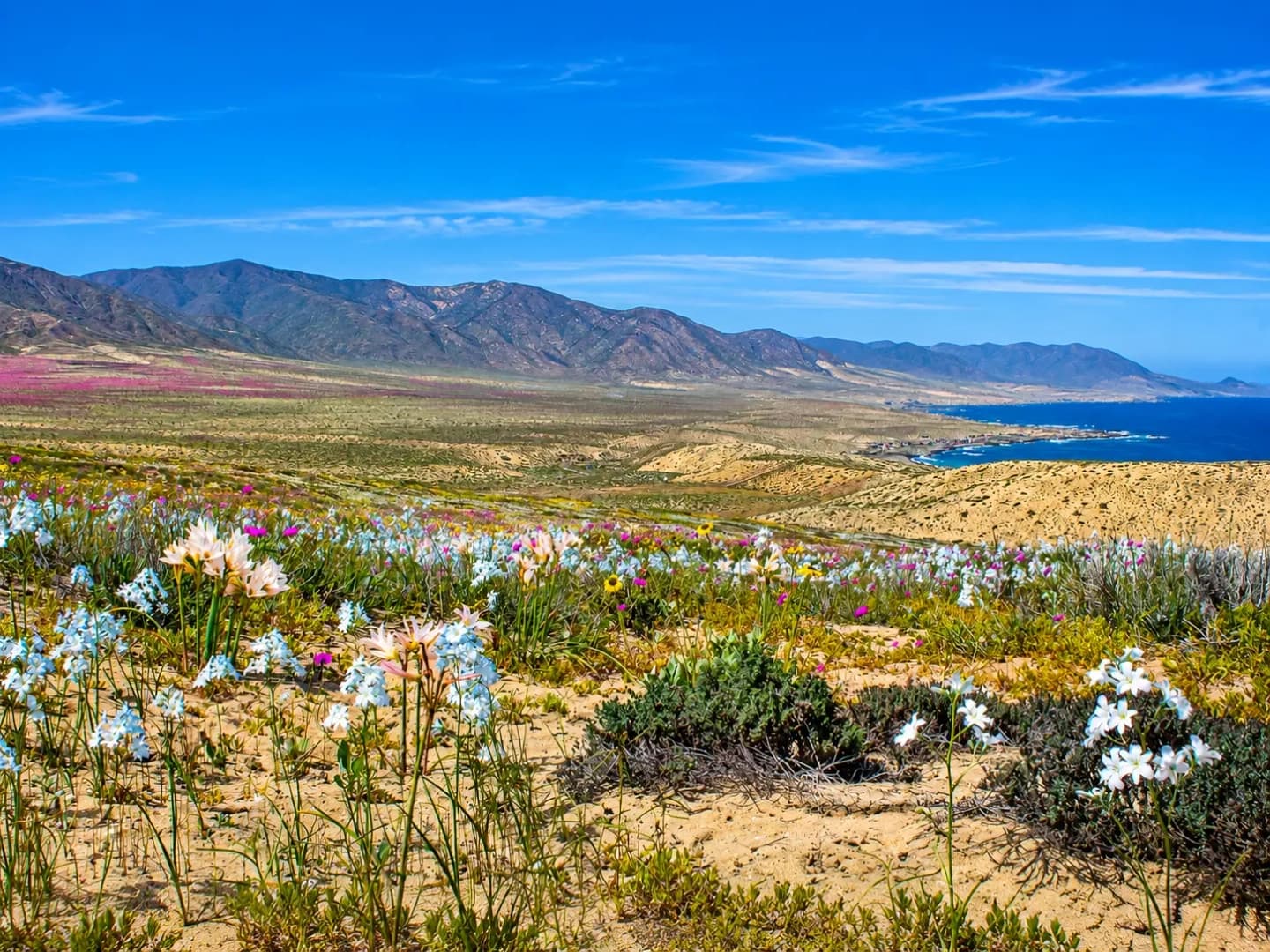 Desierto Florido y Raíces del Huasco desde Vallenar