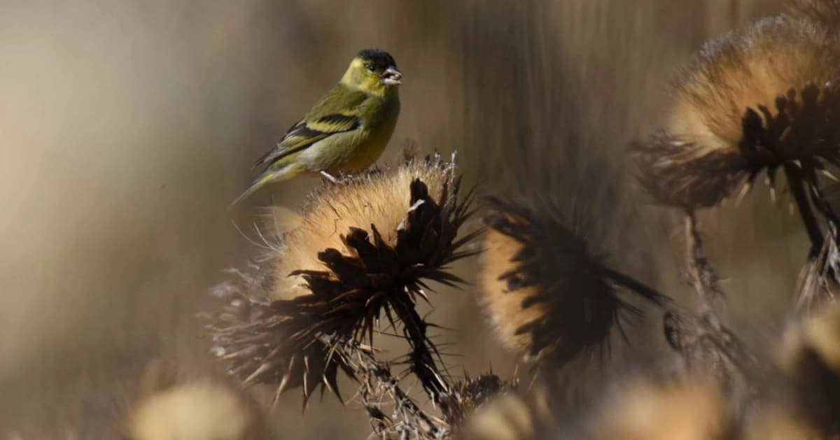 Recorrido por el Humedal Bucalemu: Naturaleza y Fotografía