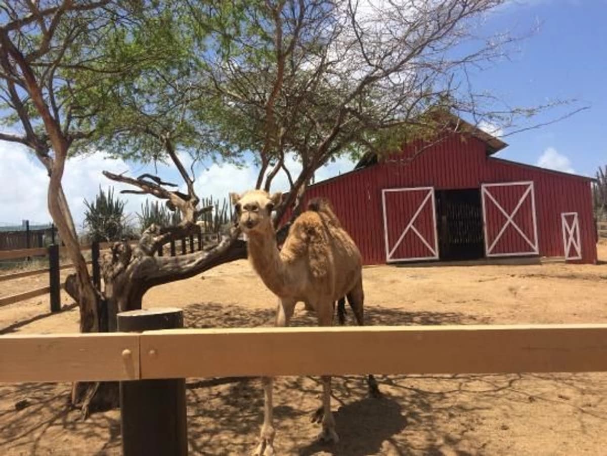 Tour interactivo de fauna en Aruba