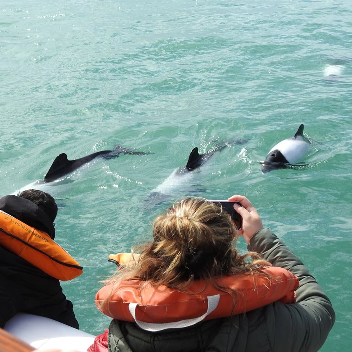 Avistaje Delfines Patagónicos desde Rawson