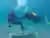 Bautismo de Buceo en Lago Nahuel Huapi 