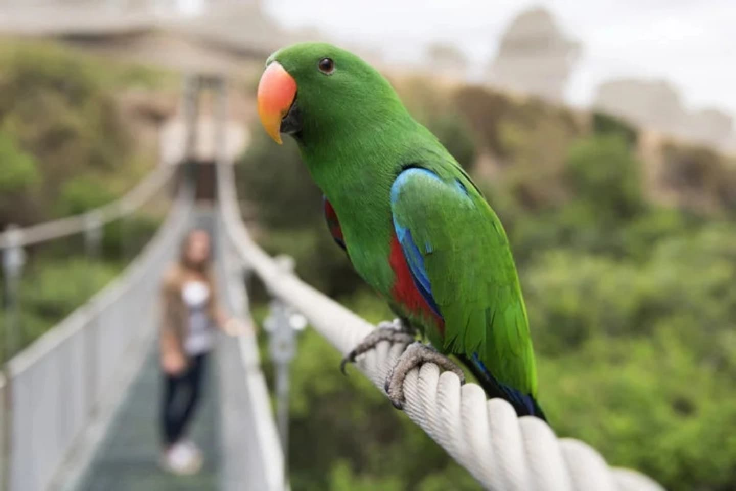 Tour al Parque Tricao con acceso al Aviario desde San Antonio