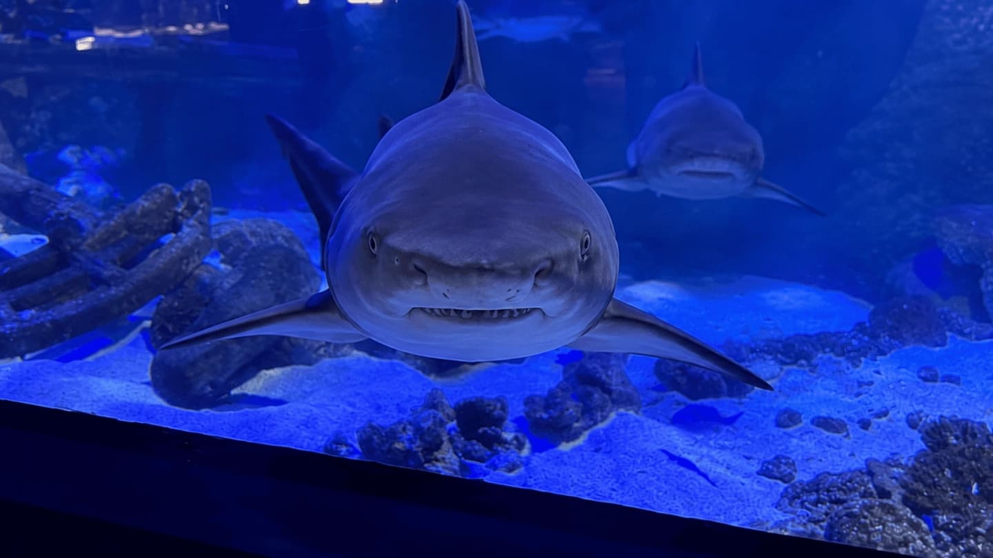 Entrada al Oceanic Aquarium en Balneário Camboriú