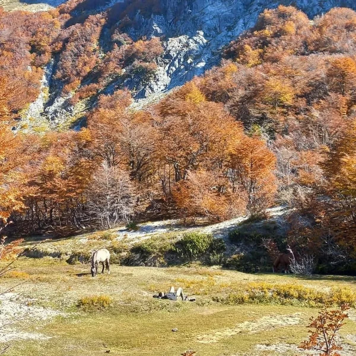 Cabalgata  Mirador Belvedere y Cascada Inacayal
