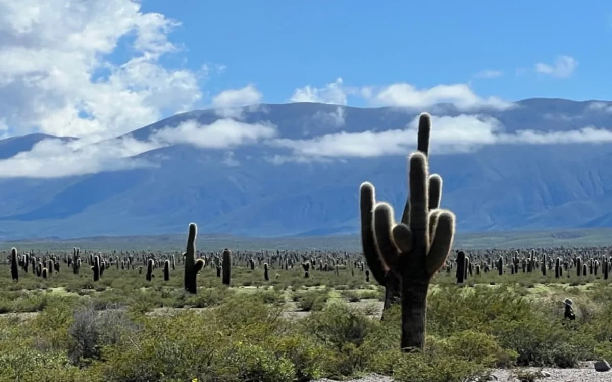 Excursion to Cachi and Los Cardones National Park