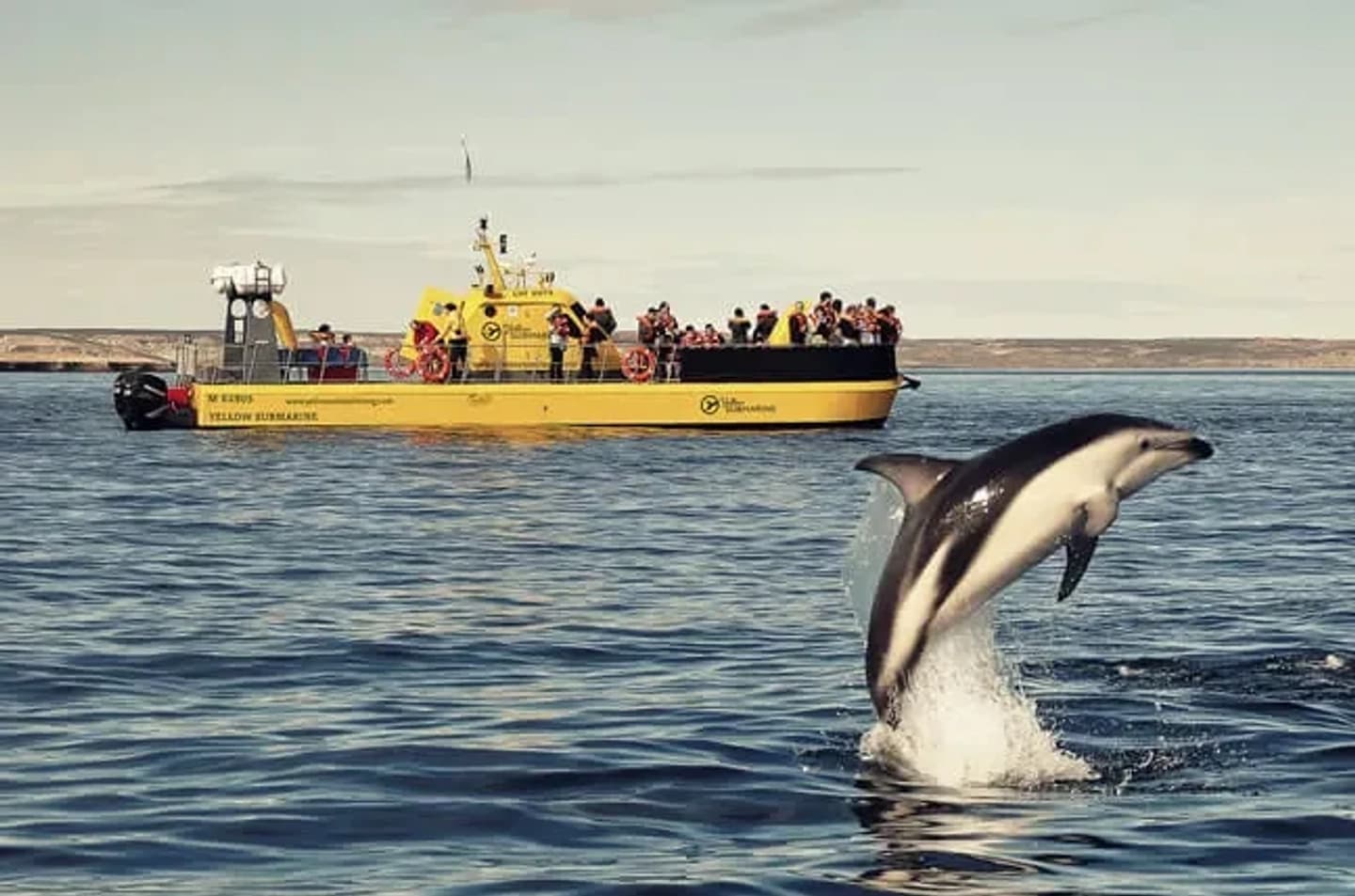 Avistaje Semisumergido de Ballenas en Yellow Submarine